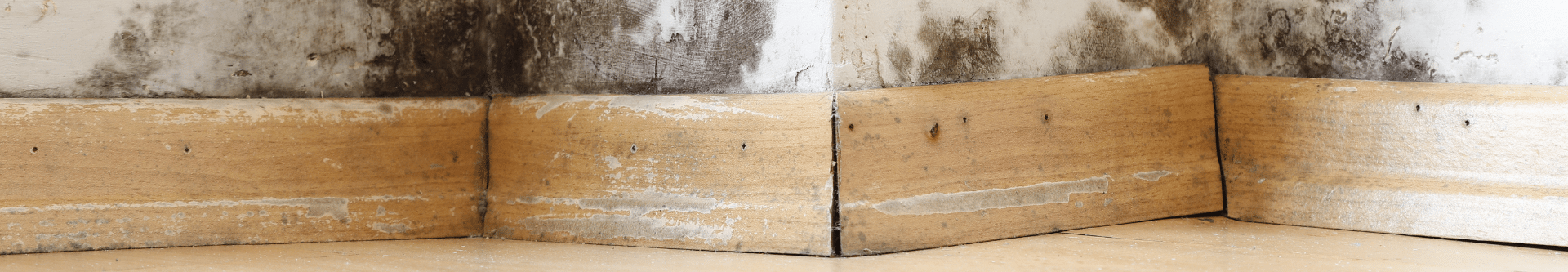 Damp buildings damaged by black mold and fungus, dampness or water. infiltration, insulation and mold problems in the wall of the house